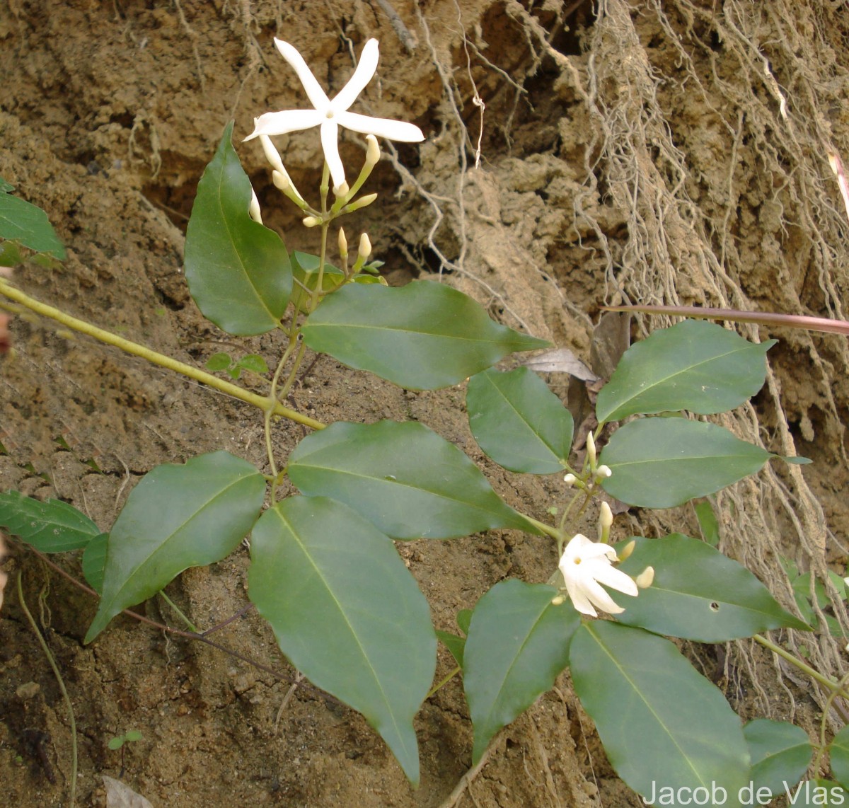 Jasminum flexile Vahl